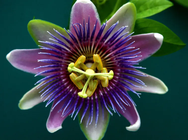 La forma del fiore della passione che ha ispirato i gesuiti nel '600.