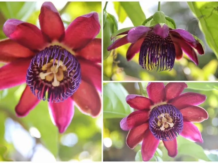 Le molteplici varietà del fiore della passione.