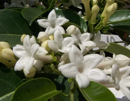 Fiore Stephanotis