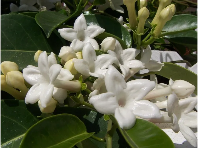 Fiore Stephanotis