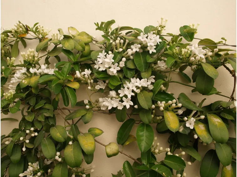 Pianta fiore Stephanotis