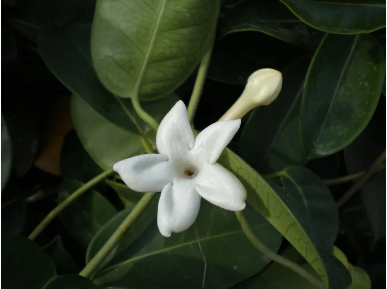 Bocciolo fiore Stephanotis