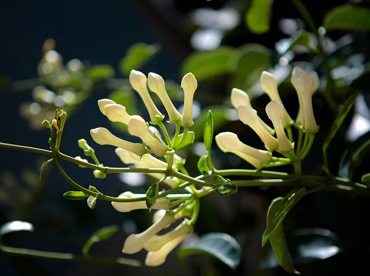 Boccioli foglie gelsomino 