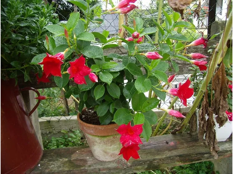 Sundaville vaso