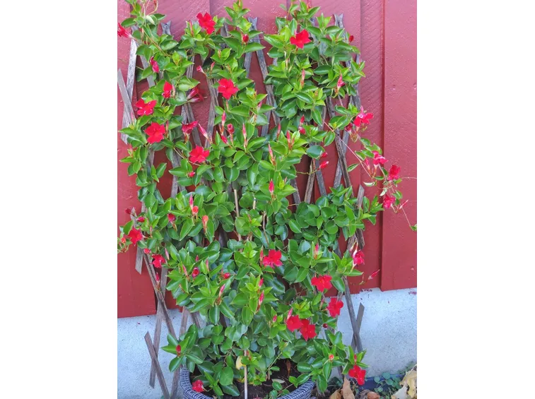Sundaville rampicante