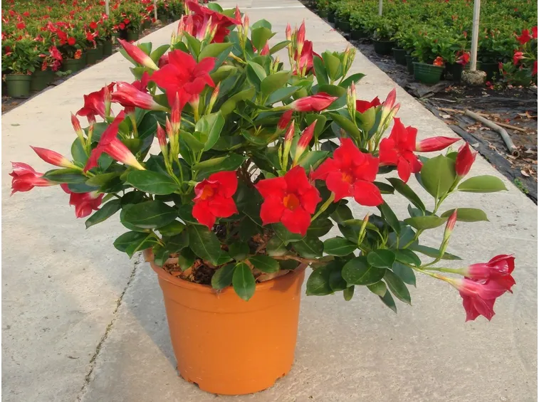 Dipladenia sundaville