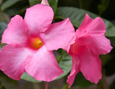 Sundevilla