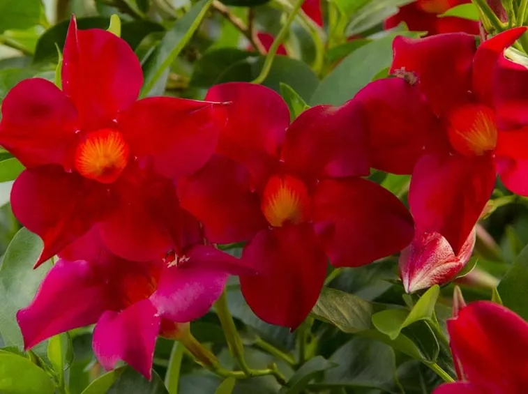Sundevilla rossa