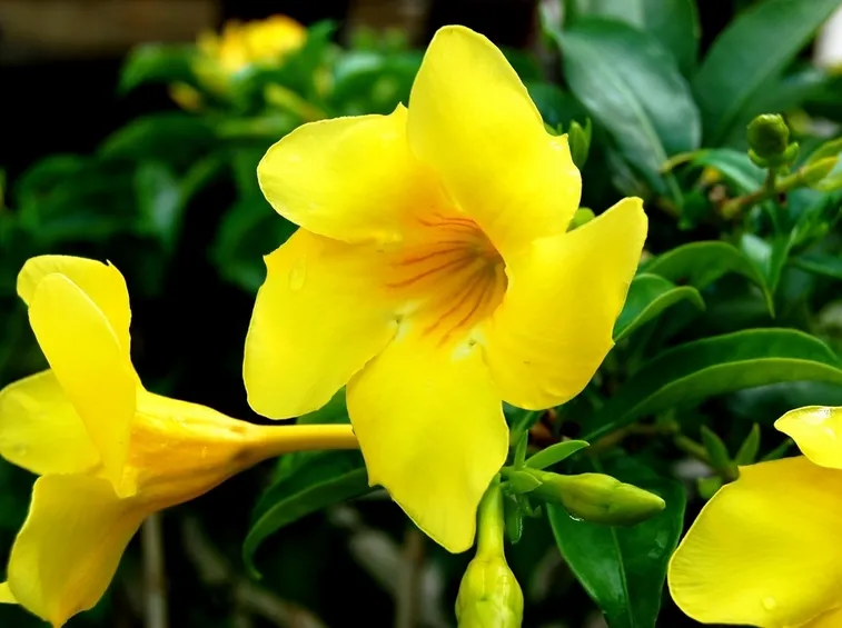 sundevilla gialla