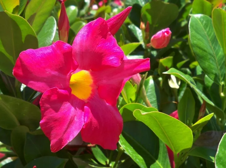 sundevilla rosa