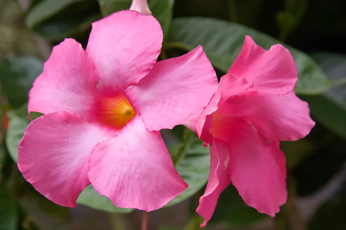 Sundevilla