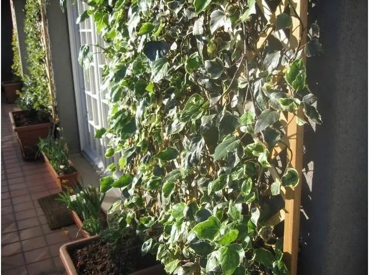 Un esempio di gelsomino rampicante in vaso