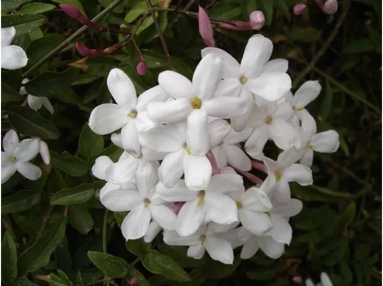 Un esempio di fiori di gelsomino
