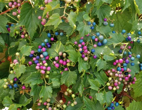 Vite canadese (Ampelopsis brevipeduncolata)