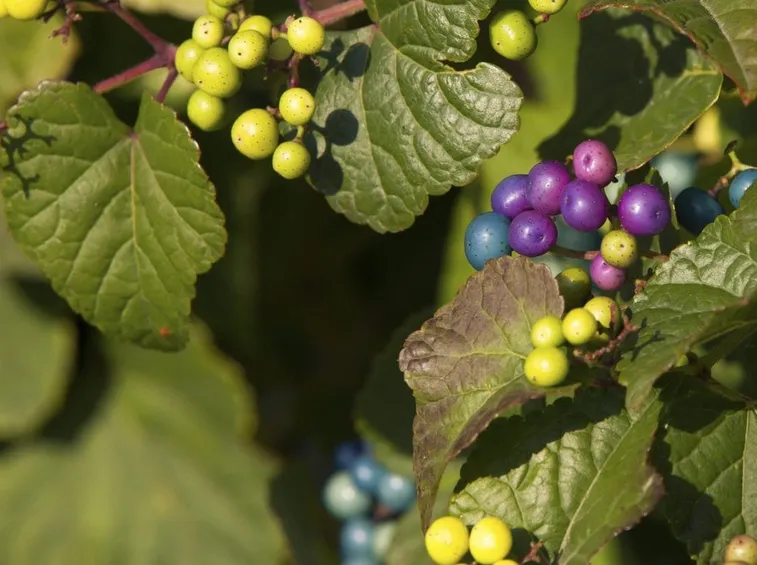Vite canadese (Ampelopsis brevipeduncolata)2