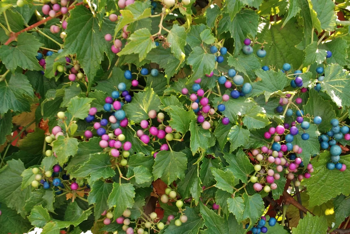 Vite canadese (Ampelopsis brevipeduncolata)