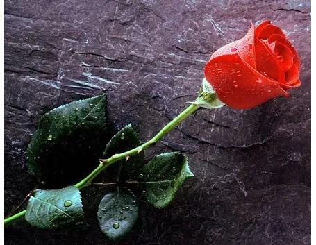 Una bellissima rosa rossa