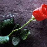 Una bellissima rosa rossa