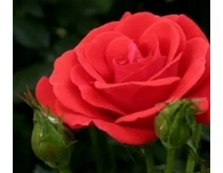 concimazione rose