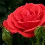 concimazione rose