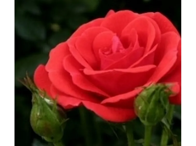 concimazione rose