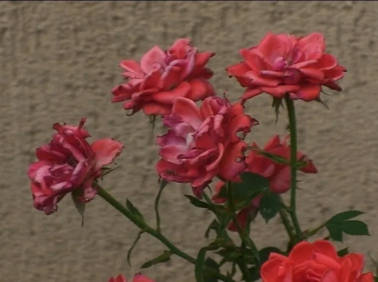 concimazione della rosa