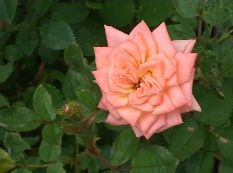 concimazione delle rose tapezzanti