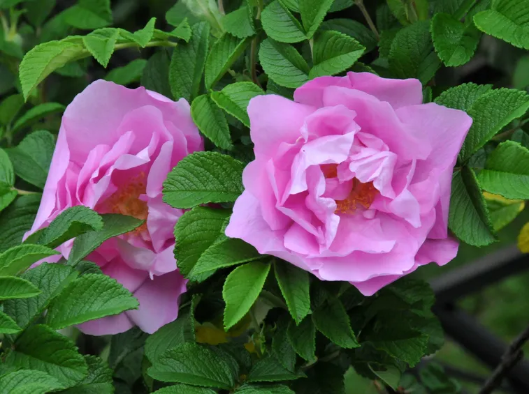 rosa rugosa