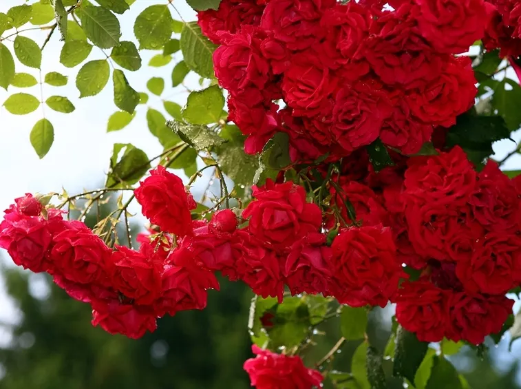 rose rampicanti