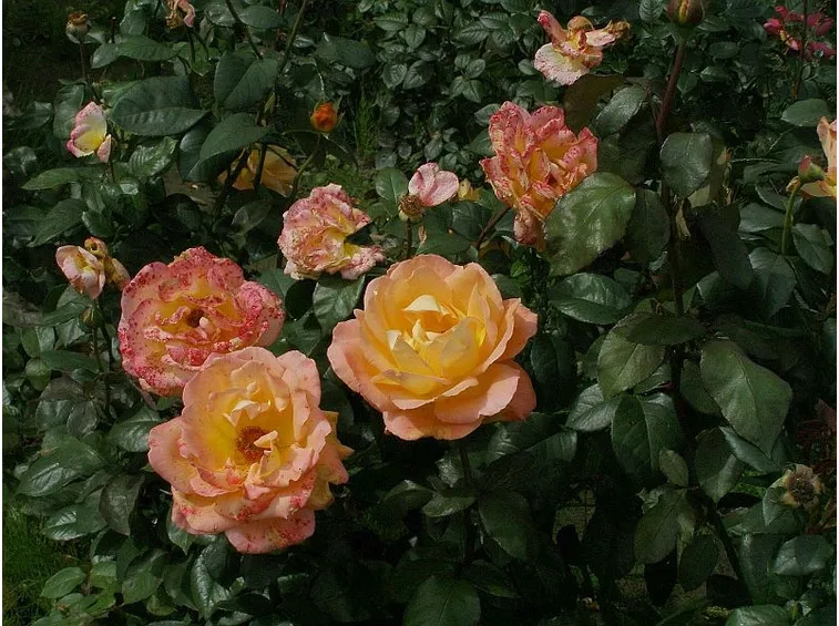 rosa cespuglio