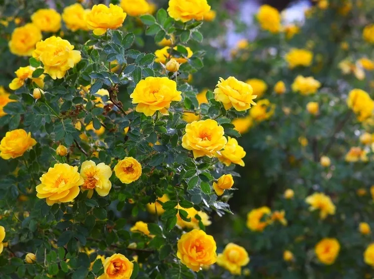 cespuglio rose gialle