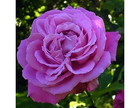 rosa marie louise