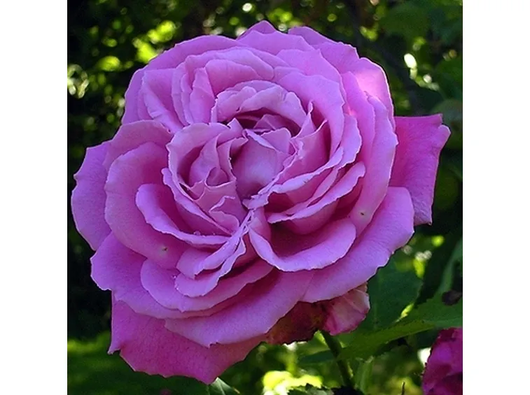 rosa marie louise