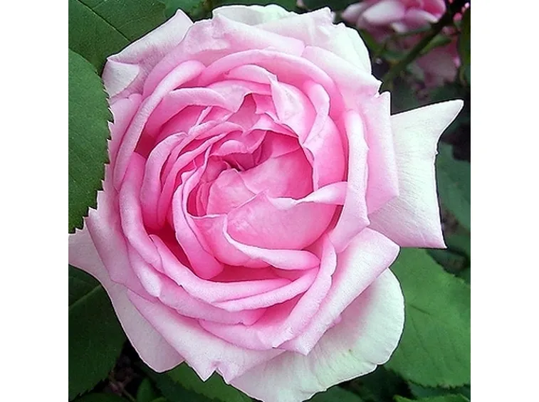 rosa mme denfert