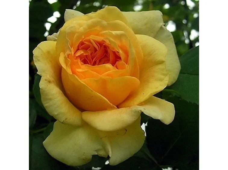 rosa alchymist