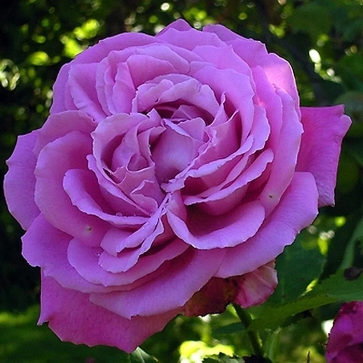 rosa marie louise