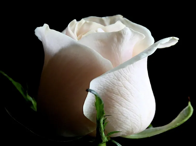 immagine di rosa bianca