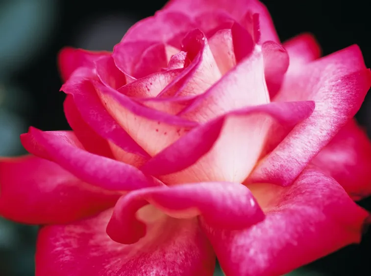 immagine di rosa rosa