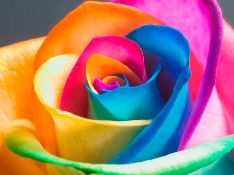 Immagine di rosa colorata
