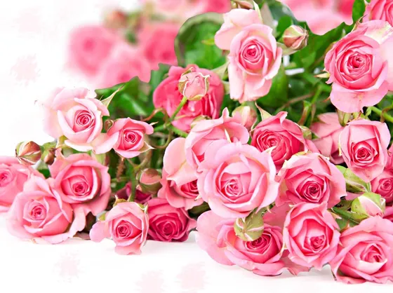 immagini di raffinate rose rosa