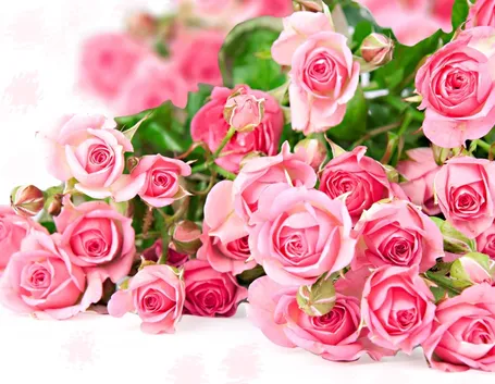 immagini di raffinate rose rosa