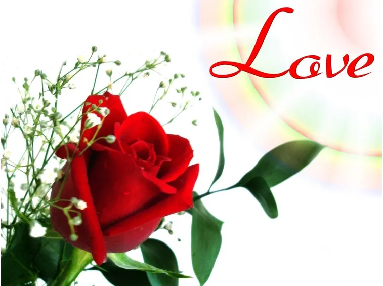 immagine di rosa rossa sui biglietti d'amore