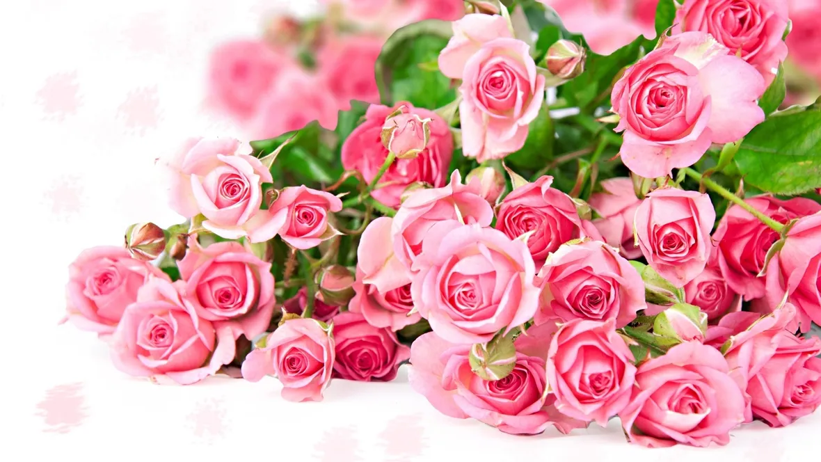 immagini di raffinate rose rosa