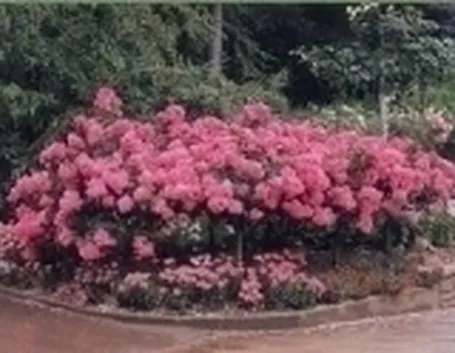 rose tappezzanti