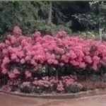 rose tappezzanti