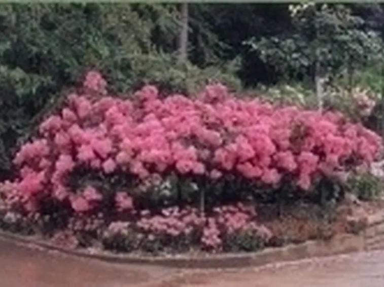 rose tappezzanti