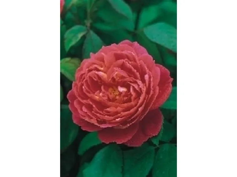 rosa inglese