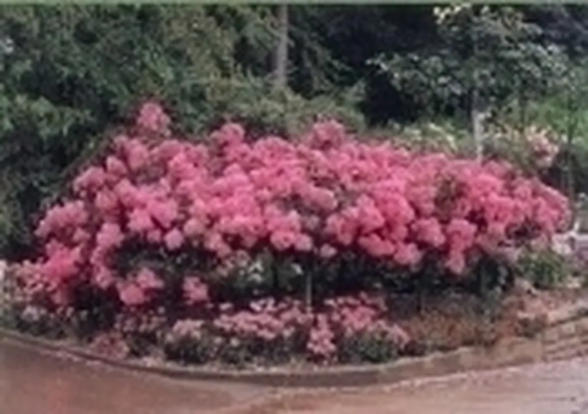 rose tappezzanti