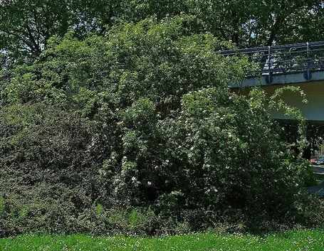 Un esemplare di Rosa Canina