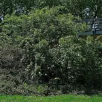 Un esemplare di Rosa Canina